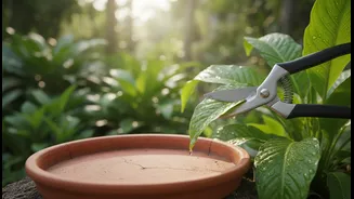 Monsoon Gardens Need Sharp Scissors And Dry Trays