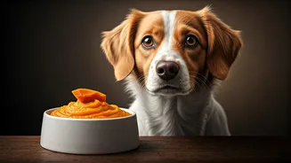 Is Your Dog Eating Healthy Homemade Pureed Pumpkin Yet Today
