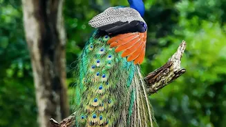 India's Five-Bird Geneva Donation Brings a National Symbol Abroad