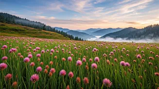 Make Romantic Memories Walking Chopta Mist Laden Meadows Weekend