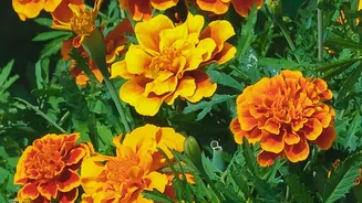 Why Indian Autumn Climate Helps Marigolds And Chrysanthemums Produce Lush October Blooms
