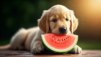 Frozen Fruit Magic: Watch Puppies Munch On Chilled Watermelon Cubes