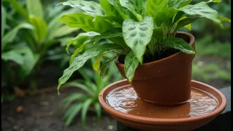 After Heavy Rain, Empty Plant Saucers Before Standing Water Damages Roots