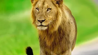Gujarat's Barda Sanctuary Is Now Home To 17 Asiatic Lions After 144 Years