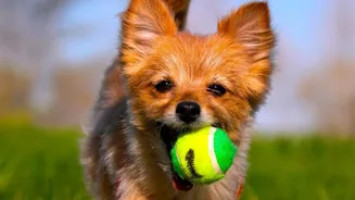 Pet Enrichment Is Moving Beyond Treats As Owners Explore Games That Encourage Thinking And Exploration