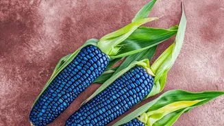 Seasonal Bhutta Is Back: Here's Why It Tastes Best During Monsoon