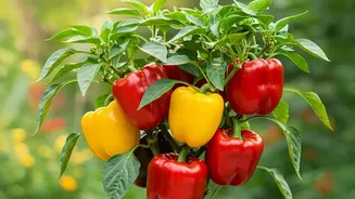 Inside Growing Thai Chillies In Pots: Thai Chilli Plants Need Consistent Light