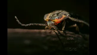 Fireflies Illuminate Western Ghats Before Monsoon Season