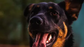 Indian Pet Families Are Adding Simple Hygiene Steps To Their Dogs’ Rainy-Season Routine