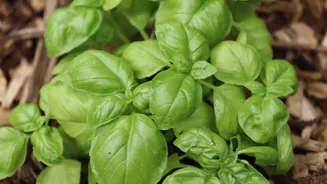 5 basil dishes you'll wish you tried sooner