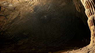 Unveiling Nature's Marvel: The World's Largest Spider Web