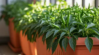 Grow Unlimited Hot Green Chilies In Well Draining Balcony Tubs