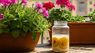 Balcony Gardeners Choose Banana Skin Liquid Fertilizer For Flowers