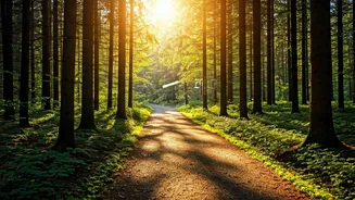 Morning vs Evening Walks: Which Wins for Weight Loss?