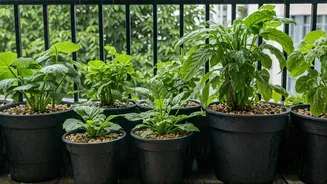 Stop Root Rot: Monsoon Proof Your Balcony Garden