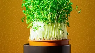 The Potted Plant Positioning Trick Highlights How Plants Naturally Grow Towards Light