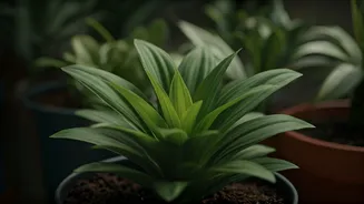 Plant Parents Should Not Wait For Damage
