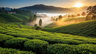 Misty Tea Plantations Promise Total Relaxation For Romantic Couples