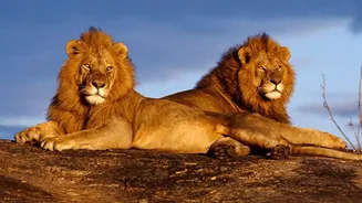 Barda's 17 Asiatic Lions Signal A New Phase In Gujarat's Wildlife Conservation