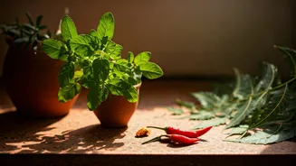 Indian Plants Beat Fancy Imports