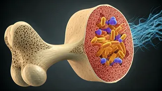 Gut Health & Bone Strength: A Vital Connection