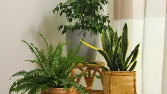 Researchers Explain Why Indoor Plants Aren't A Complete Air Solution