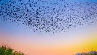 Bird Migration Spectacles Face Pressure as Species Numbers Continue Falling