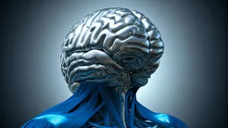 Inactive Muscles and Cognitive Decline: The Bengaluru Neurosurgeon's Take