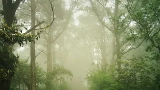 These Hidden Green Getaways Near Bengaluru Are Ideal For Rainy Season Breaks