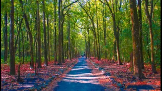 India's best forest vacations: Escape into nature's embrace