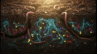 Why Restoring Soil Health Begins Underground