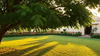 Trees Improve Your Home Aura, Vastu Says
