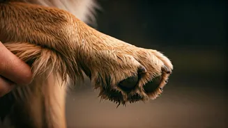 Paw Cleaning Should Follow Every Muddy Walk
