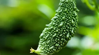 The 9,000-Person Bitter-Food Study Brings Fresh Attention To Variety Beyond Taste Preferences