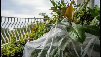 How to protect delicate balcony tropical plants from excessive rain and rot