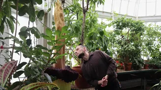 Mount Holyoke’s Corpse Flower Blooms Again, Attracting Visitors with Its Distinctive Odor