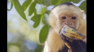 Estudo identifica vírus humano de hepatite B em primatas da Amazônia