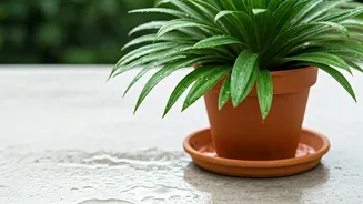Drainage Is Your Plant’s Monsoon Insurance