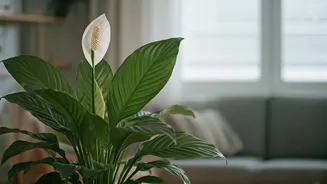 Peace Lilies Clear Closed-Window Stuffiness inside Stuffy Rooms Easily