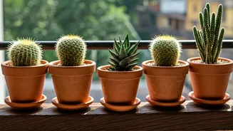 7 Balcony-Friendly Cacti to Brighten Your Indian Home
