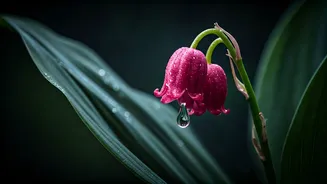 Beware the Beautiful Bloom: Toxic Plants Lurking in Your Home and Garden