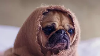 Keeping Pets Comfortable During Humid Weather: Expert Care Tips