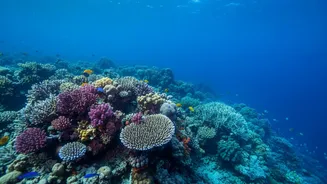 How Marine Biologists Identify Heat Resilient Coral Genes To Combat Widespread Bleaching Events