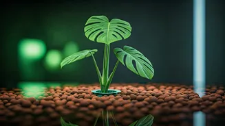 Soilless Plants Are For People With Plant Trauma