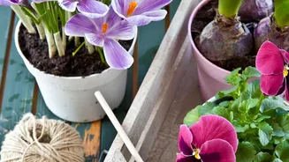 The Latest August Gardening Advice Keeps The Focus On Buying Beyond Current Blooms