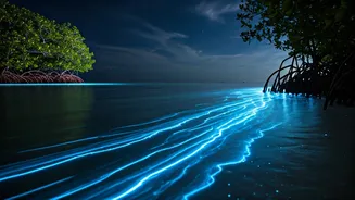 Book Late Night Ghats Safaris To Spot Bioluminescent Magic
