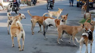 Stray dog bites UKG student in Khairatabad, Hyderabad
