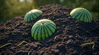 Transforming Watermelon Rinds: Anupama Desai's Eco-Friendly Compost Guide for Indian Gardens