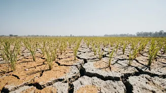A Drier September Could Affect Harvests Differently: What Farmers In India Should Know