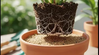 How to re-pot plants showing early signs of monsoon-induced root rot